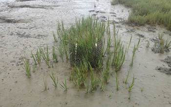 native Spartina plants on the beach