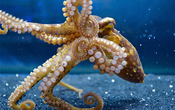 Chemotactile receptors in the suckers of octopus allow them to explore their surroundings using a 
