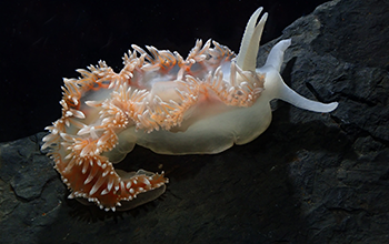 A nudibranch (<em>Notaeolidia</em>), or sea slug, found in the icy waters around Antarctica