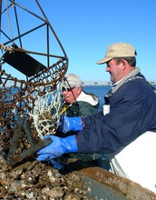 Men unloading oysters on a boat