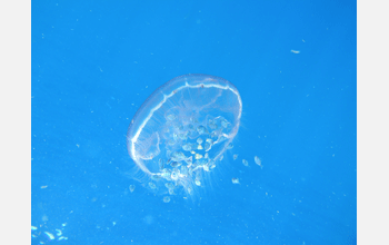 Jellyfish, genus <em>Aurelia</em>, associated with commercial fish populations.