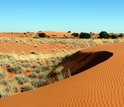 dunes and desert grass