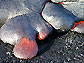 Pahoehoe (lava with a smooth, billowy or ropy surface) lava toes on Kilauea