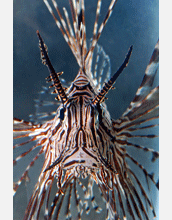 A devil firefish (<em>Pterois miles</em>), one of more than 2,000 venomous teleostean fishes