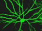 High-resolution in vivo image of neurons and associated dendritic spines in songbird brain