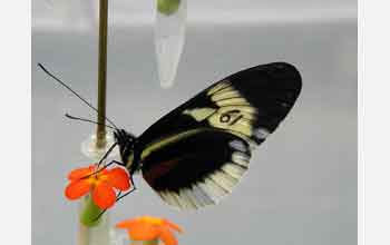 A yellow alithea form of <em>Heliconius</em> butterfly