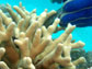 A colony of <em>Porites profundus</em> coral