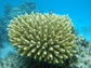 <em>Acropora retusa</em>, a common species of coral found throughout the world