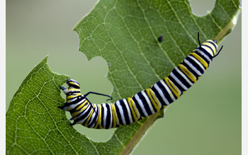 A monarch caterpillar (<em>Danaus plexippus</em>) feeds on a milkweed plant