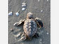 A hatchling loggerhead (<em>Caretta caretta</em>) sea turtle heads toward the ocean