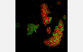 Visualization of the bacterial chemical signal c-di-GMP