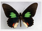 The Amazonian butterfly emerald-patched cattleheart