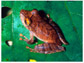 Frog Species <em>Pristimantis educatoris</em>
