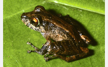 Frog Species <em>Pristimantis adnus</em>
