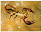 Scorpion species <em>Alacran tartarus</em>