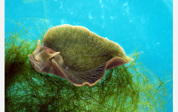 Sea slug species <em>Elysia chlorotica</em> feeding on algae