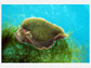 Sea slug species <em>Elysia chlorotica</em> feeding on algae
