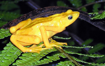 A female Panamanian gold frog (<em>Atelopus zeteki</em>)