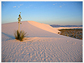 The stark, white dunes of White Sands, N.M, are ideal to observe evolution in action