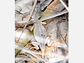 The lesser earless lizard (<em>Holbrookia maculata</em>), White Sands, N.M.