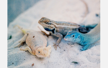 Lizards at White Sands