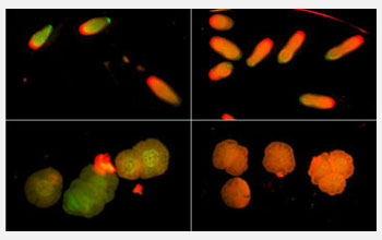 Sibling larvae of staghorn coral (<em>Acropora millepora</em>)