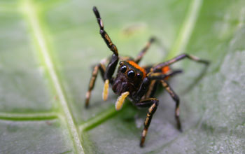 Adult female jumping spider (<em>Phiale mimica</em>) mimics the waving antennae of velvet ants