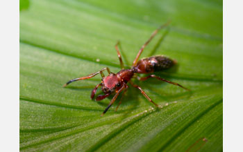 Ant-mimicking jumping spider in the genus <em>Myrmarachne</em>