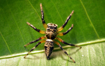 Adult female jumping spider (<em>Phiale formosa</em>)