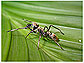Ant-mimicking jumping spider in the genus <em>Zuniga</em>