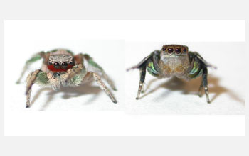 Adult male jumping spiders H. pyrrithrix and H. hallani