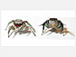 Adult male jumping spiders in the genus <em>Habronattus</em>