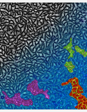 Artist's representation of epithelial cells (black) approaching a glass transition (blue)