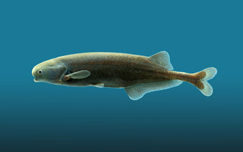 A <em>rienomyrus brachyistius</em>, commonly known as the black whale