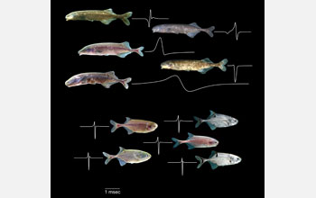 Fish in the family Mormyridae can produce and sense electric fields