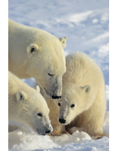 A polar bear family