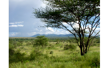 A savanna landscape of tree-dotted grassland in Samburu National Reserve, Kenya
