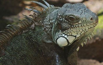 Iguana, Amazon basin, Guyana