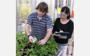 Measuring chlorophyll levels in soybean plants at the University of Arkansas