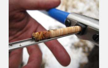 A tree-ring core, a small, pencil-shaped sample of wood that's extracted from trees