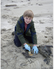 A young citizen science program volunteer processes a cormorant on the coast of Oregon