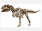 Reconstructed skeleton of <em>Majungasaurus crenatissimus</em>, a theropod dinosaur