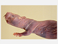 A close-up view of an African naked mole rat