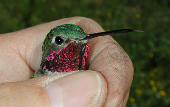 A male broad-tailed hummingbird (<em>Selasphorus platycercus</em>) rests in researcher's hand