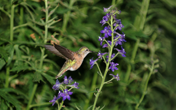 A female broad-tailed hummingbird (<em>Selasphorus platycercus</em>) visiting larkspur