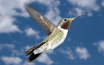 A male broad-tailed hummingbird (<em>Selasphorus platycercus</em>)