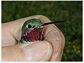 A male broad-tailed hummingbird (<em>Selasphorus platycercus</em>) rests in researcher