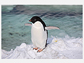 An adult Adelie penguin at Ross Island, Antarctica