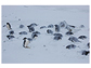 Adelie penguins incubating their eggs during a snowstorm at Cape Royds on Ross Island