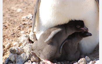 Nestled close to their parent, two Adelie penguin chicks peek out at the world at Cape Royds